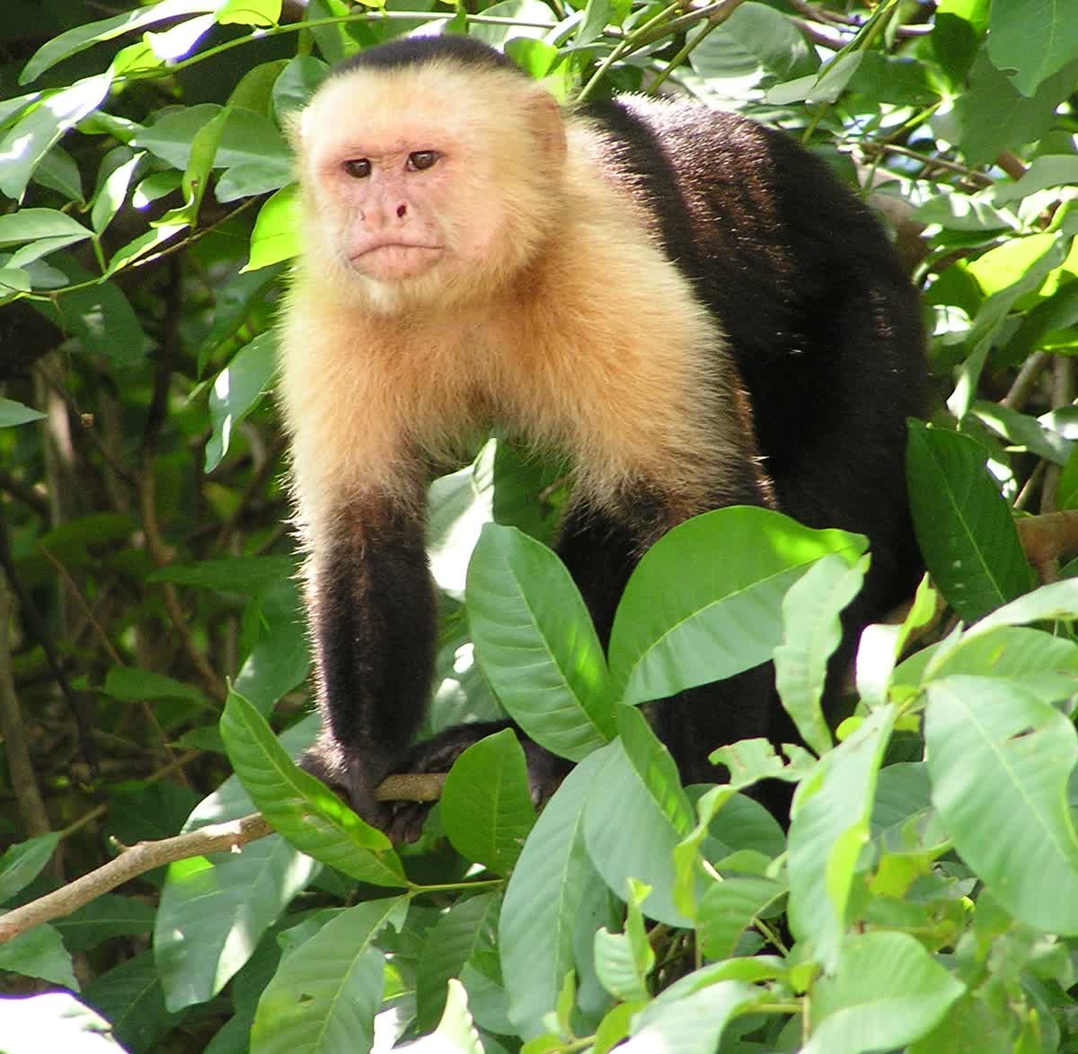 Baby monkey with caretaker