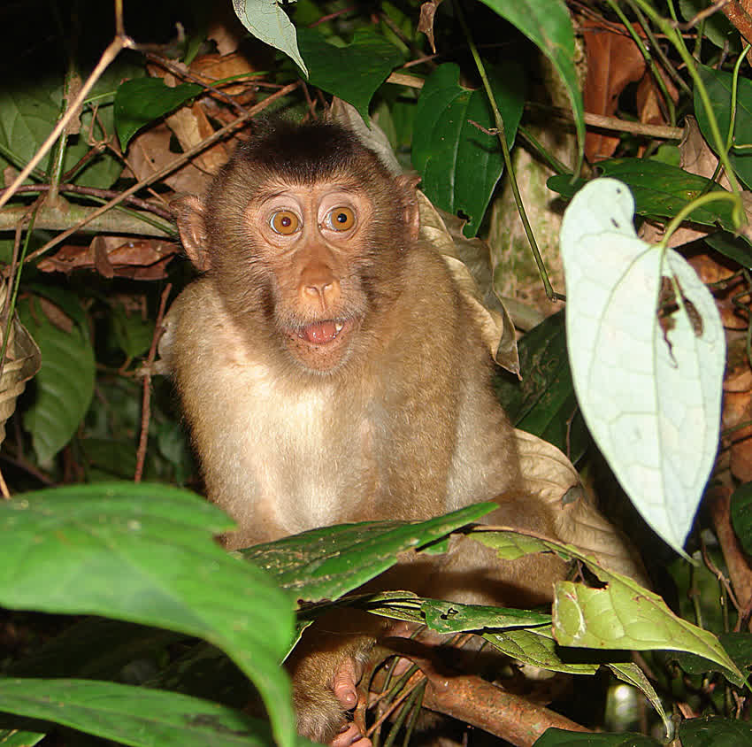 Monkey rehoming support